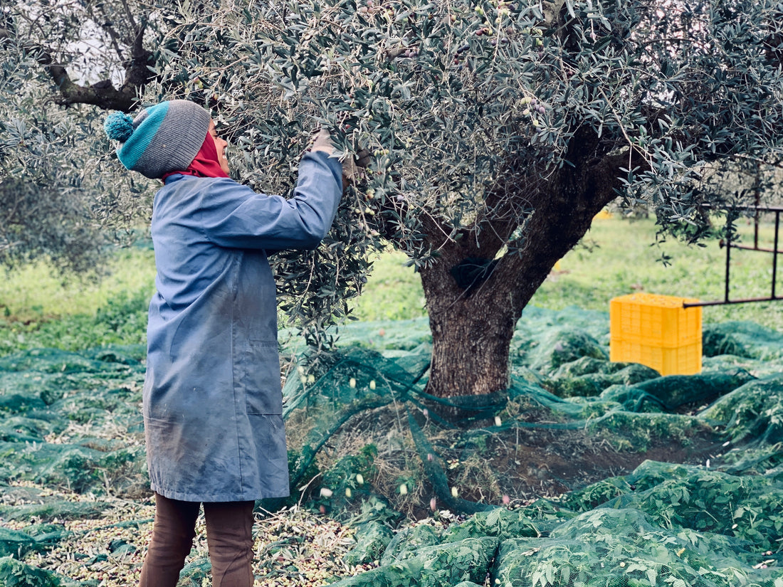 Tunisian woman hand picking olives for the early harvest